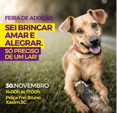Animais poderão ser adotados na Praça Frei Bruno na tarde de amanhã (30)