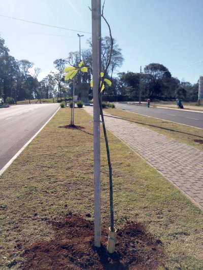 Centenas de árvores foram plantadas no prolongamento da avenida Getúlio Vargas