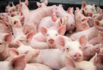 A redução do ICMS para a venda de suínos em Santa Catarina se manterá até 30 de junho (Divulgação/LÊ)