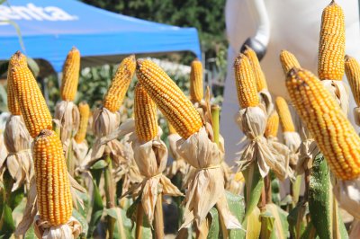 Produção de milho tem salvado produtores na agricultura familiar (Axe Schettini/Arquivo/LÊ)