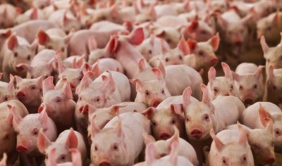 Exportação de carne suína deste ano já foi de 92,9 mil toneladas (Foto: Governo do Estado)&#8203;