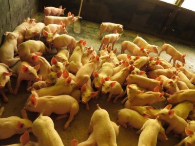 Venda de carne suína manterá empregos no Estado (Foto: Cidasc Xanxerê/Arquivo)