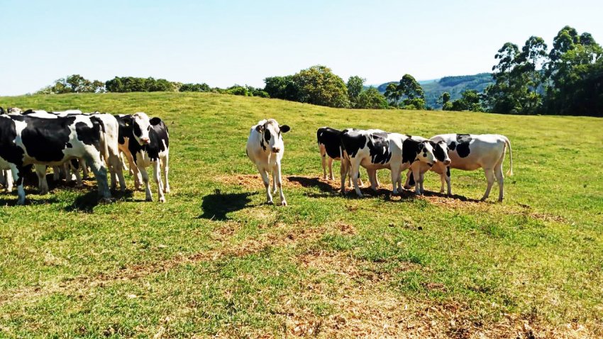 Pastagens para alimentação do gado leiteiro secaram pela falta de chuvas no Oeste
