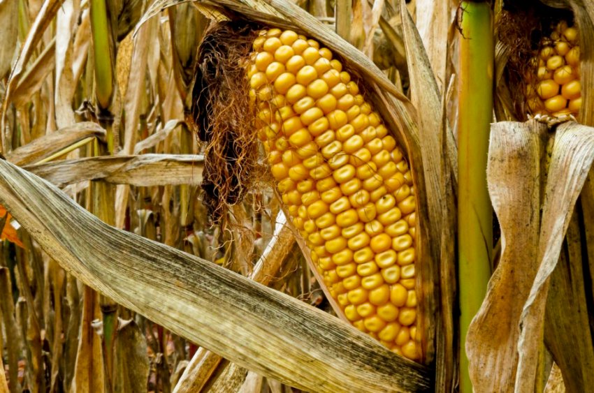 Seca afeta produção de milho e vários setores do agronegócio