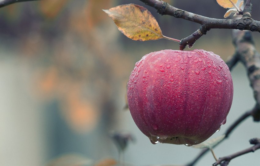 Projeto também levantou os custos de produção de fruticultura com foco para a maçã