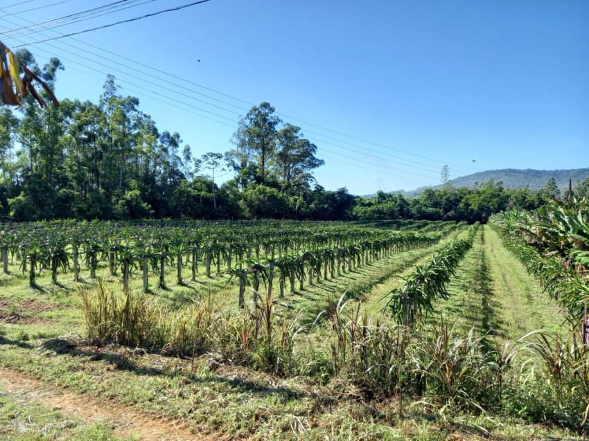 Pitaia está entre as variedades cultivadas no pomar de Nadia e Ricardo