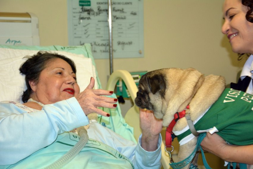 Hospital da Unimed Chapecó desenvolve, de forma inédita no Estado, projeto que permite a visita de cães aos pacientes (Foto: MB Comunicação)