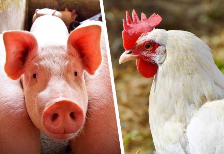Durante o mês de setembro, Santa Catarina fatourou cerca de US$ 198,5 milhões com exportação de frango e suíno
