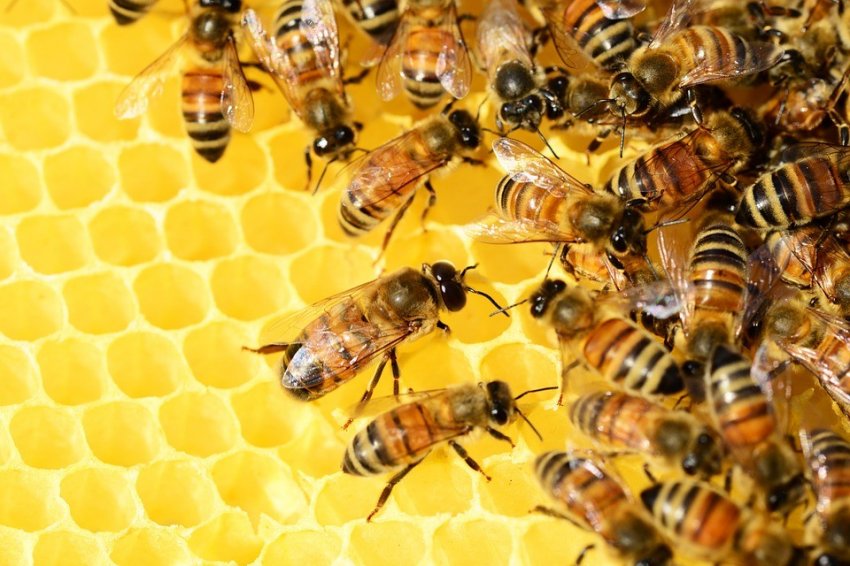 As abelhas rainha são distribuídas num limite de 150 por produtor e cada apicultor pode acessar duas cotas em anos alternados
