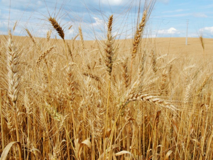 O trigo, por exemplo, deve ter um crescimento de 25% em comparação com o ciclo anterior