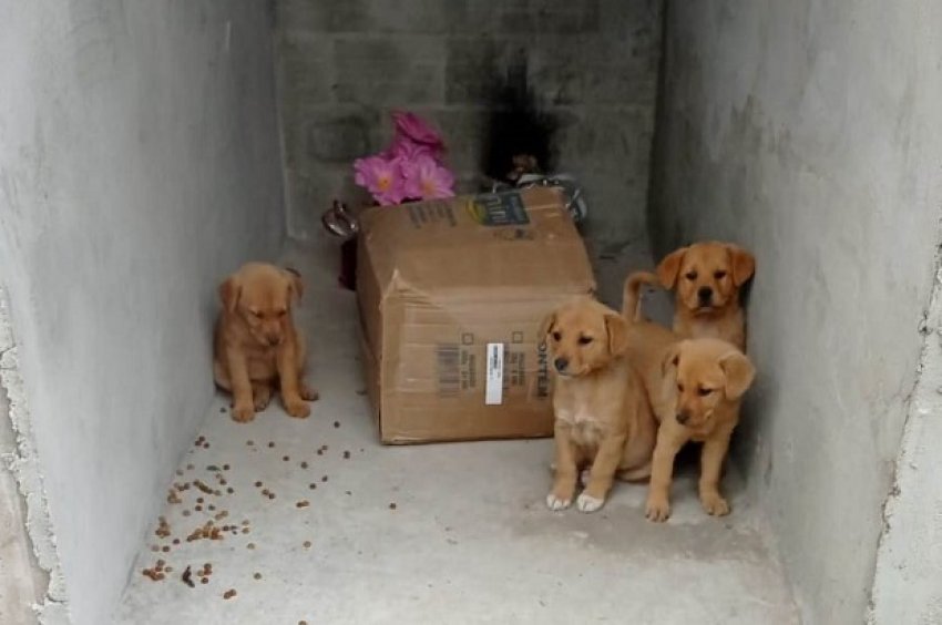 Quatro cachorrinhos foram encontrados pelo dono de uma funerária neste domingo (27)