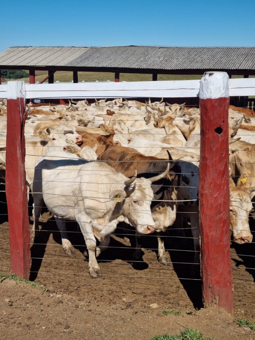 Polícia Civil e Cidasc fiscalizaram propriedade em Água Doce (SC) por suspeita de falsificação de guia de trânsito animal, identificando irregularidades em 300 bovinos