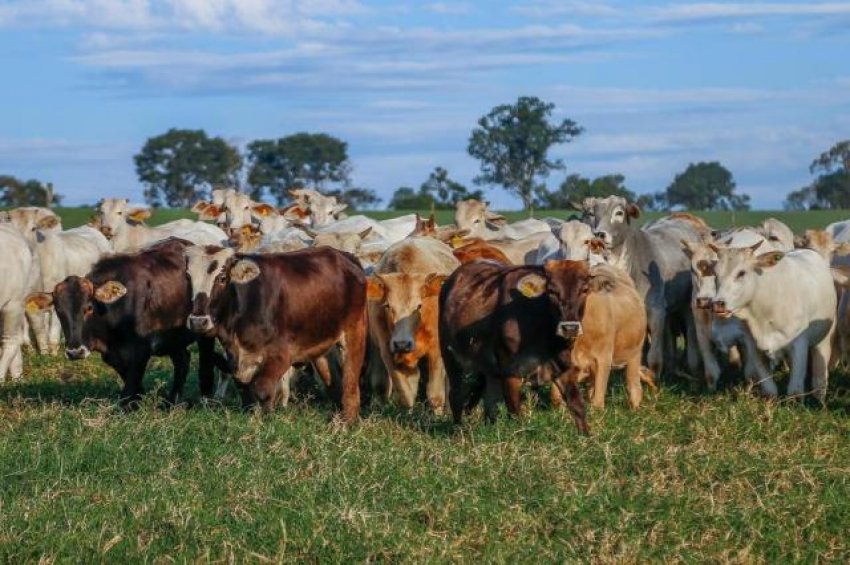 Estado referência na exportação de carne suína e de frango, Santa Catarina vem conquistando o mercado internacional com a sua carne bovina (Foto: Márcio Cunha/Especial/DC)