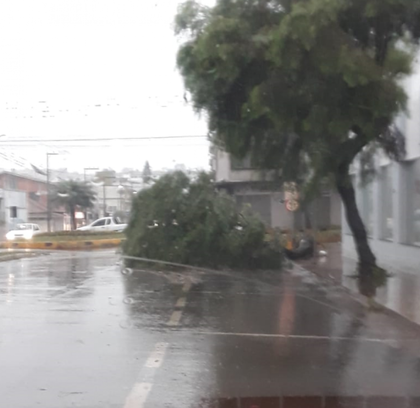 Queda de árvore foi registrada na esquina da avenida Plínio Arlindo de Nês com a rua Giácomo Lunardi, no Centro de Xaxim