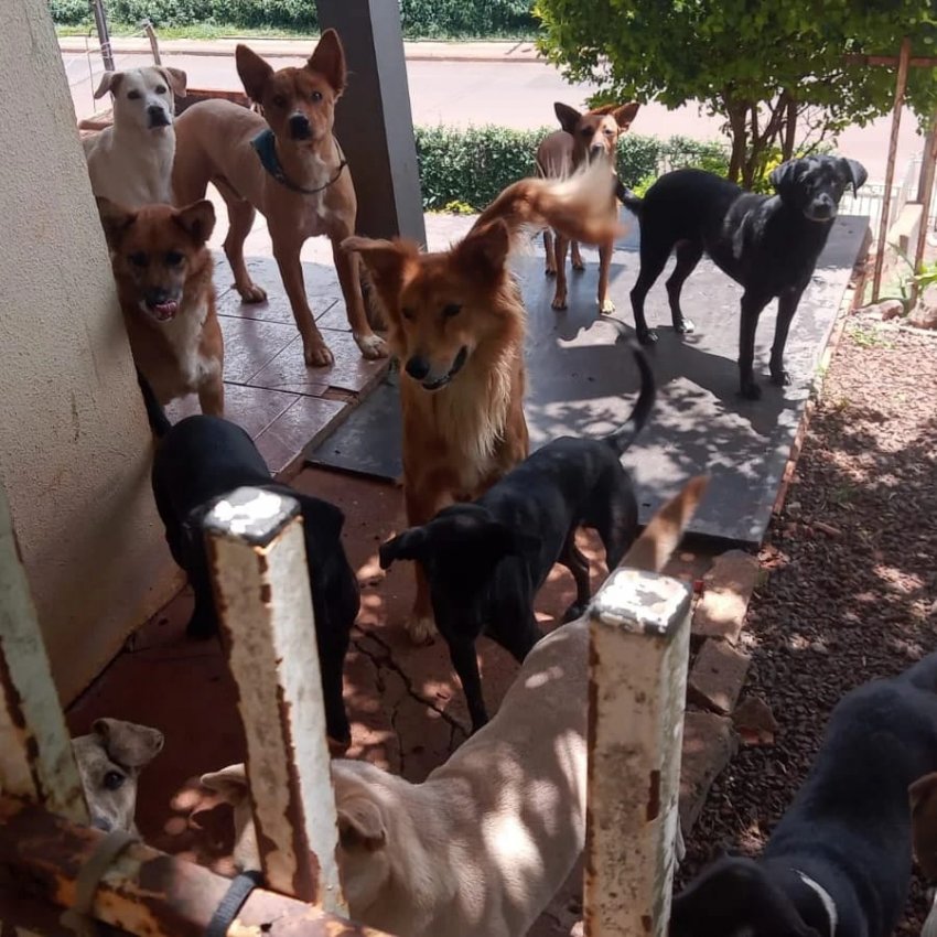 Elieser Figueiredo busca apoio financeiro para mudar-se para Florianópolis com 42 animais resgatados, enfrentando dificuldades em Chapecó
