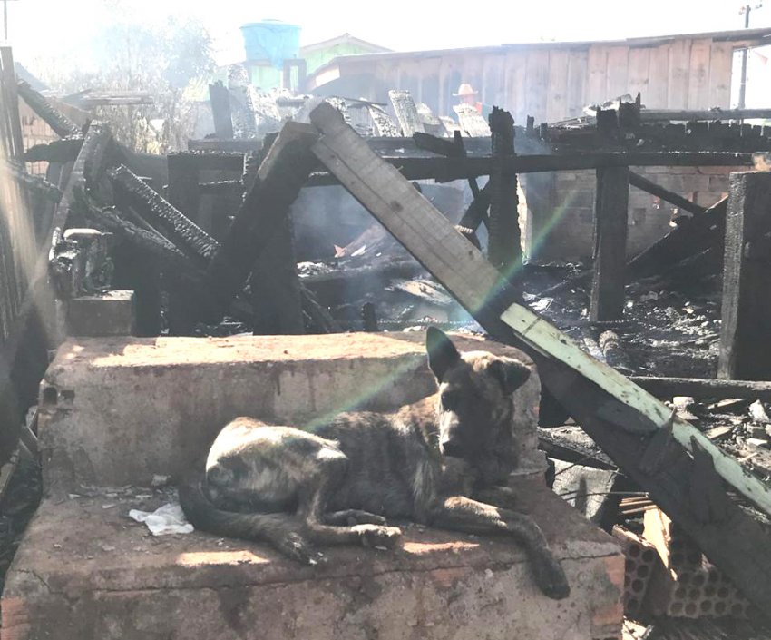 Jornalista Valeska Lippel registrou cachorrinha Lassie desolada em frente à casa destruída pelas chamas