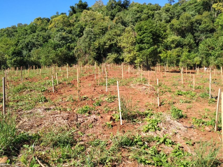 Mudas foram plantadas próxima à comunidade Linha Nova, no interior de Quilombo