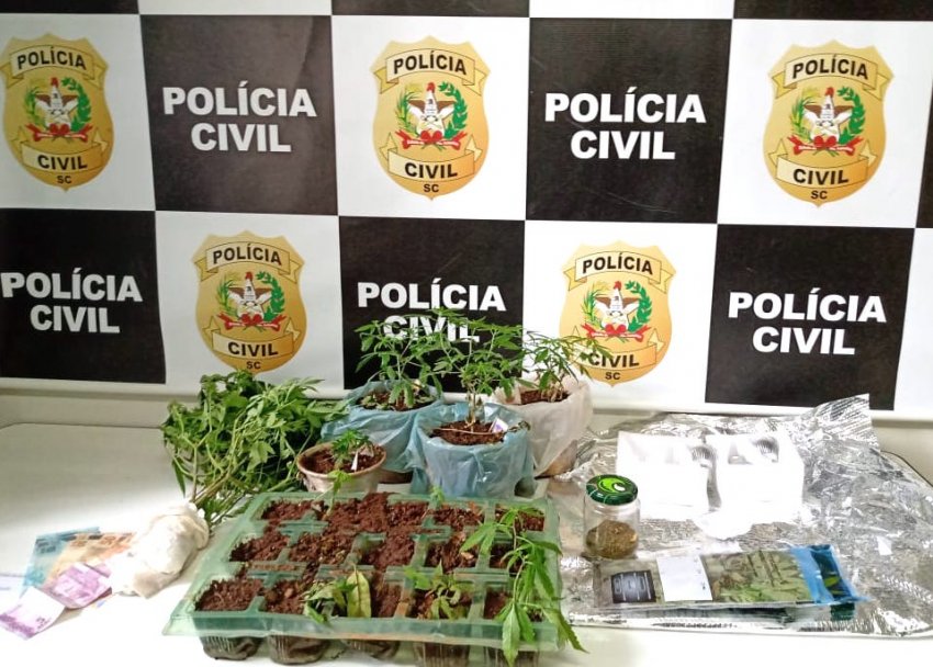 Polícia Civil descobriu que plantas eram cultivadas em meio à área de proteção ambiental