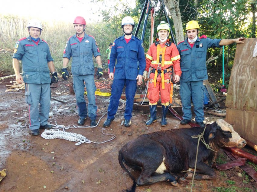 Animal foi resgatado com êxito na linha Pinhalzinho, no interior de Ipuaçu