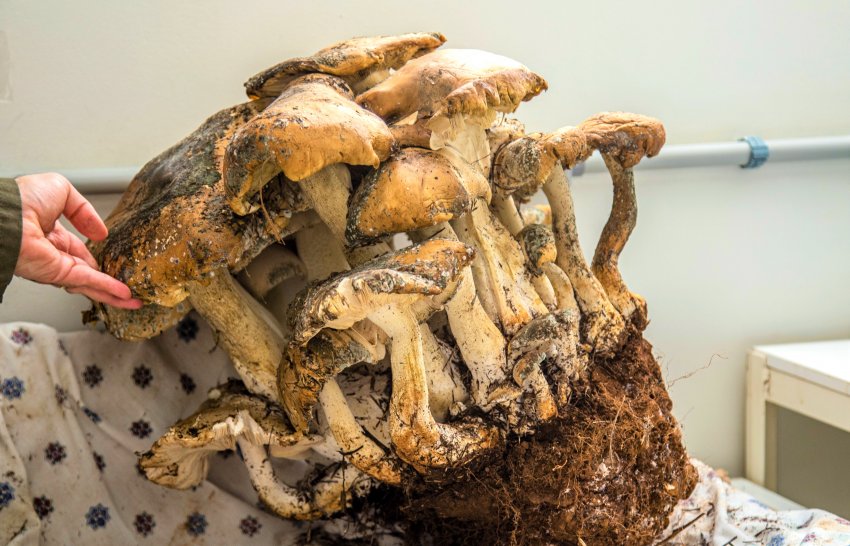 O fungo agora está passando pelos procedimentos de conservação, para depois integrar o acervo do Museu de Ciências Naturais da Universidade
