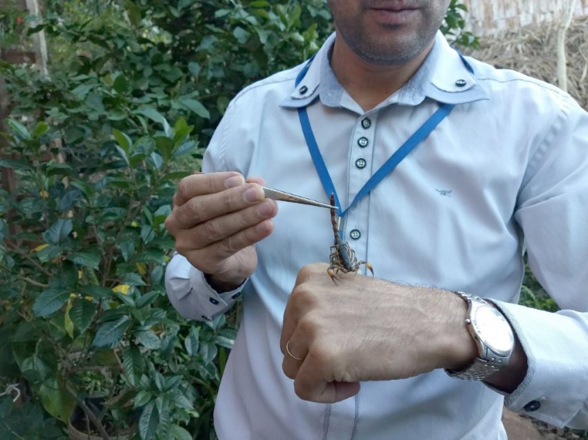 Biólogo Junir Lutisnski explica que é importante impedir a proliferação dos escorpiões (Foto: Prefeitura de Chapecó)