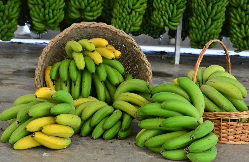Reconhecida como a mais doce do Brasil, a Banana da Região de Corupá detém a Indicação Geográfica na modalidade Denominação de Origem