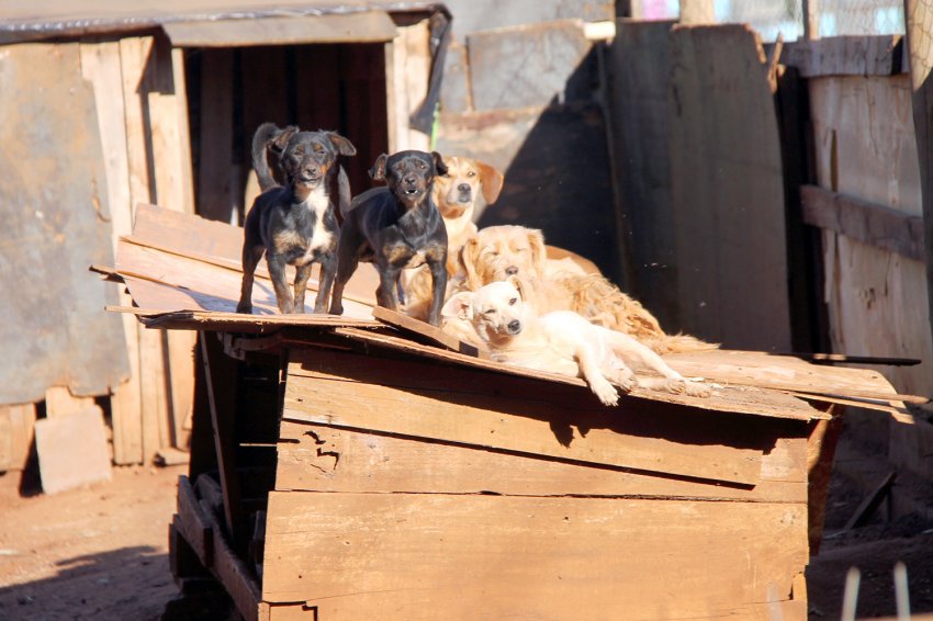 Dona Vanda e o marido são conhecidos por cuidar de dezenas de cães que, no momento,  necessitam de mais ração (Foto: Arquivo/LÊ)