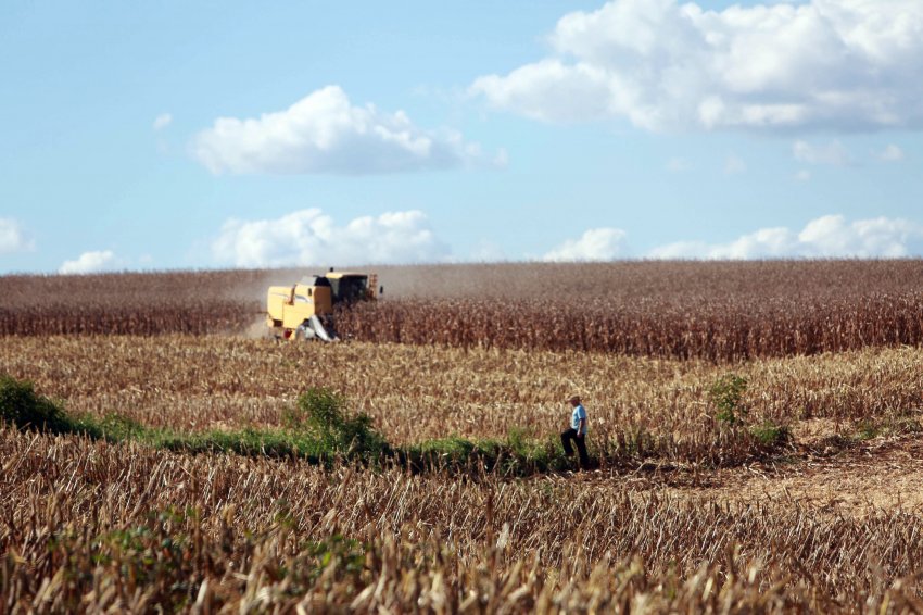 Perdas na safra do milho alcançaram 35% e a produção catarinense deve sofrer queda de 1 milhão de toneladas