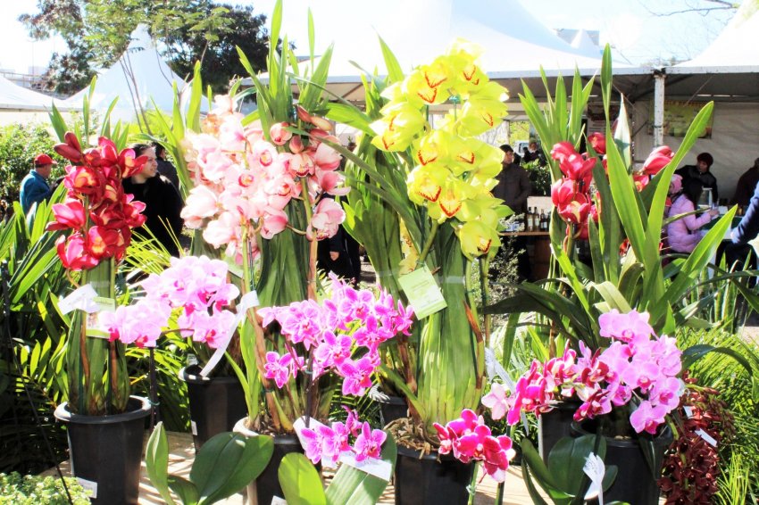 Plantas e flores serão vendidas no pátio do Mercado Público Regional, no bairro Passo dos Fortes