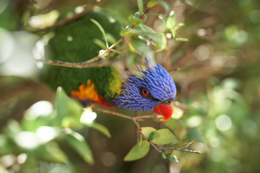 Um das leis insere a classe de aves Psittaciformes na política estadual de gestão de pássaros nativos da fauna brasileira e exótica