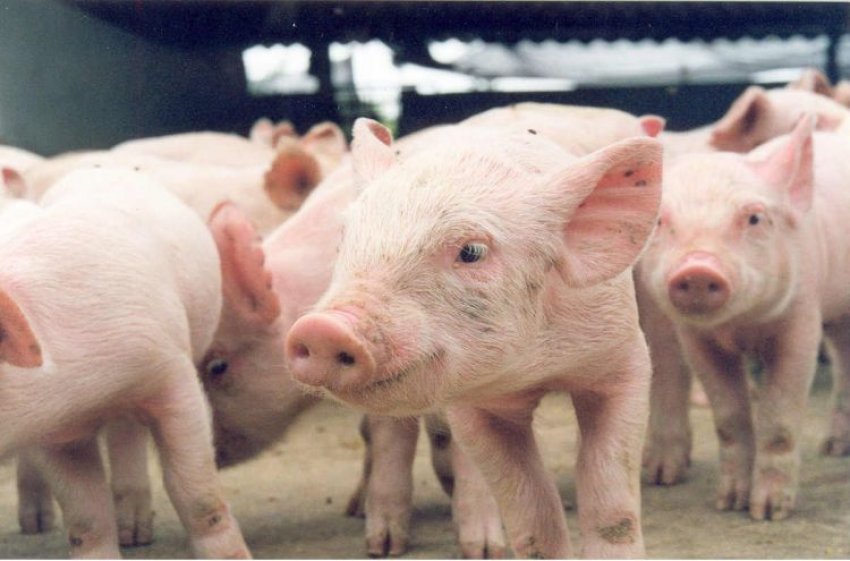 A carne suína brasileira atende a demanda dos mercados internacionais mais exigentes do mundo (Foto: Divulgação/LÊ)