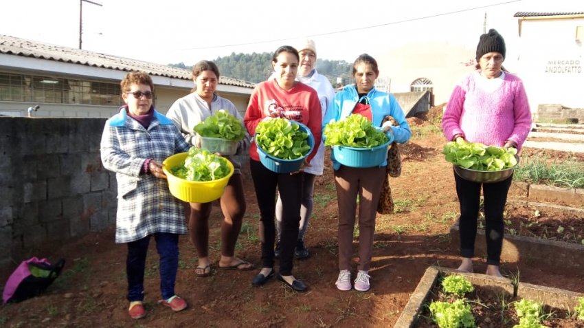 Em breve, as famílias farão também a colheita de cenouras, beterrabas, repolhos, temperos e outras hortaliças que foram plantadas (Foto: Prefeitura de Xaxim)