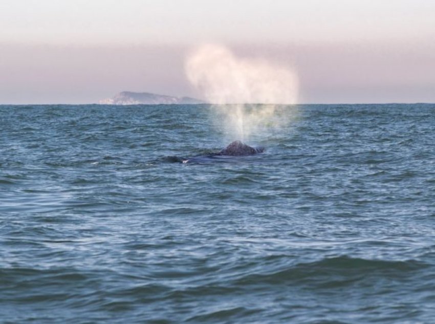 Roteiro voltado à observação da baleia franca abrange municípios do litoral Sul do estado