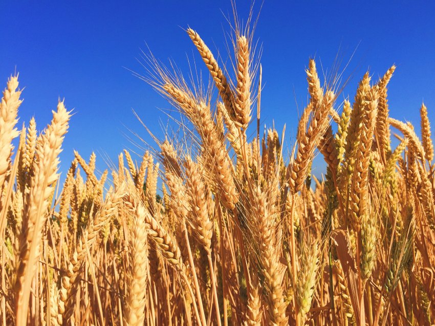 Os preços médios recebidos pelos produtores catarinenses de trigo fecharam o mês de setembro com queda de 39% em relação ao mesmo mês de 2022