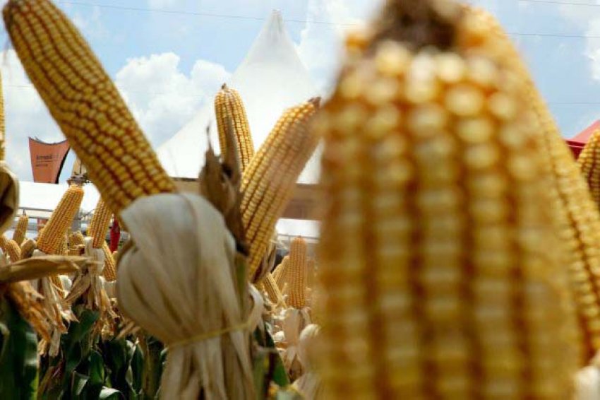Santa Catarina consome em média sete milhões toneladas de milho por ano