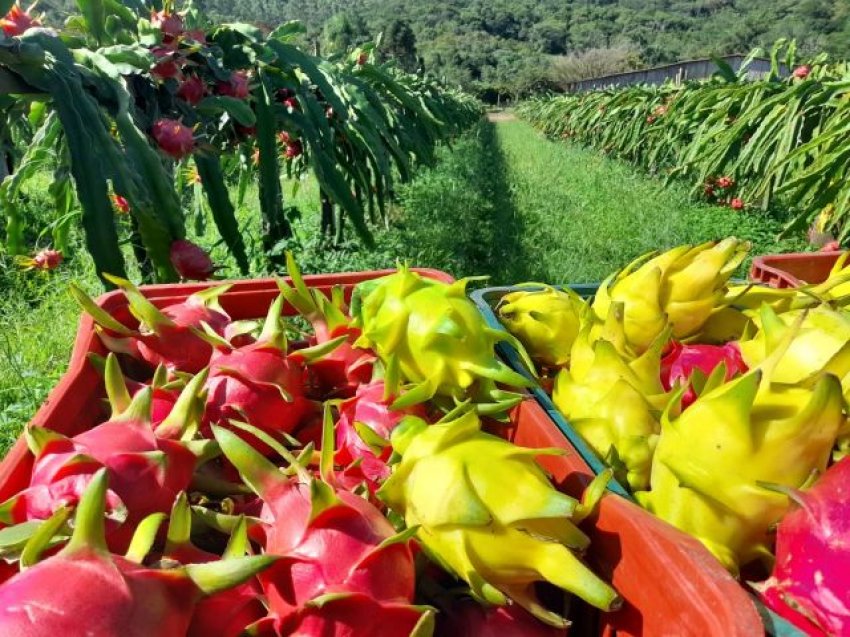 Sul catarinense é responsável pela 90% da produção de pitaya no Estado