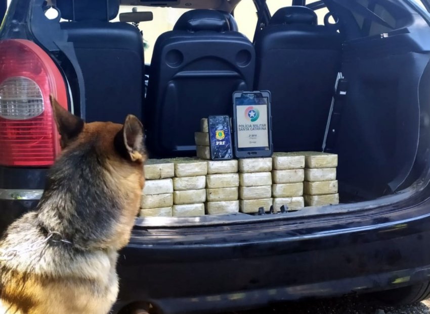 Droga foi localizada por cão farejador da Polícia Militar