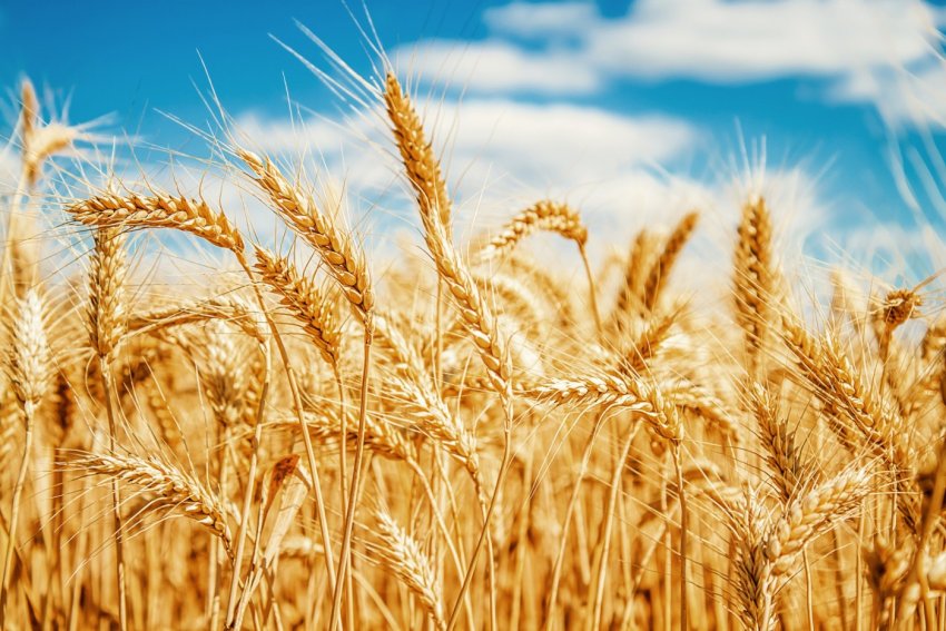 Objetivo da iniciativa é estimular e ampliar a produção de trigo, triticale e cevada em 220 mil hectares