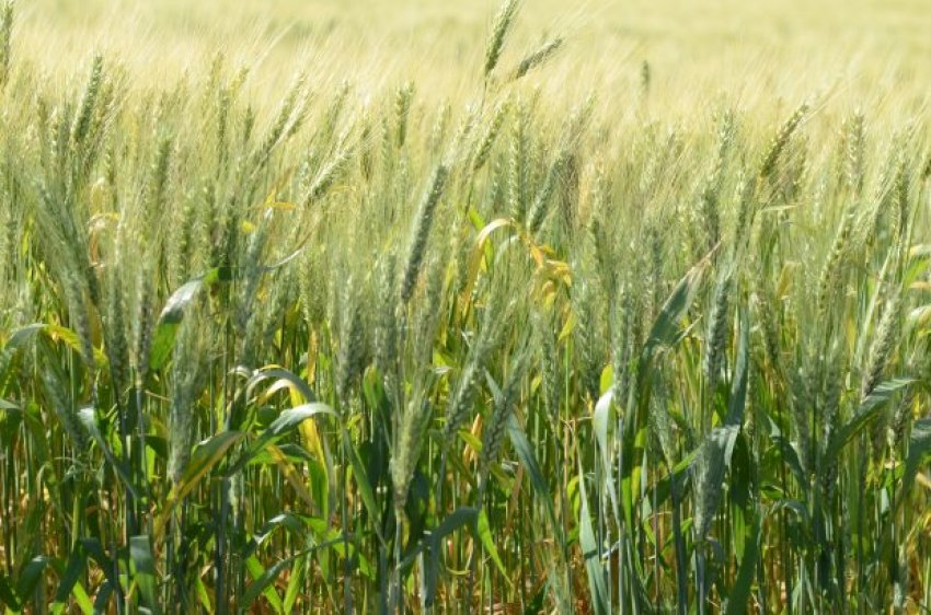 Os grãos entregues pelos produtores às cooperativas são destinados às agroindústrias e fábricas de ração instaladas no estado