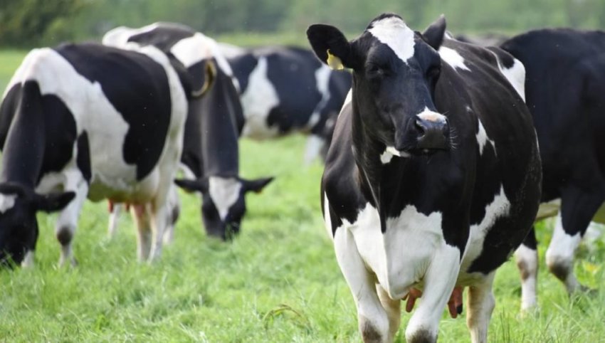 Os três estados já produzem 38% do leite brasileiro, podendo alcançar metade da produção nacional até 2020