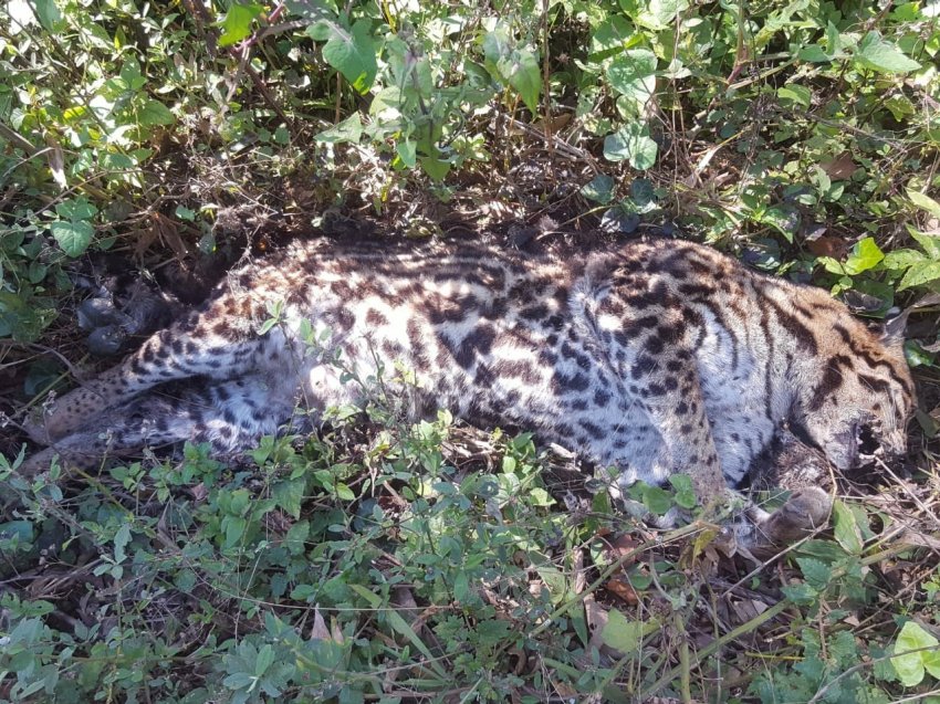 Cadáver de animal silvestre foi achado próximo à cidade de Ponte Serrada (Foto: Cabo Giovani Coronetti, Comandante de Ponte Serrada)